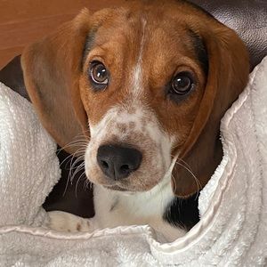 Meet your Posher, Anne